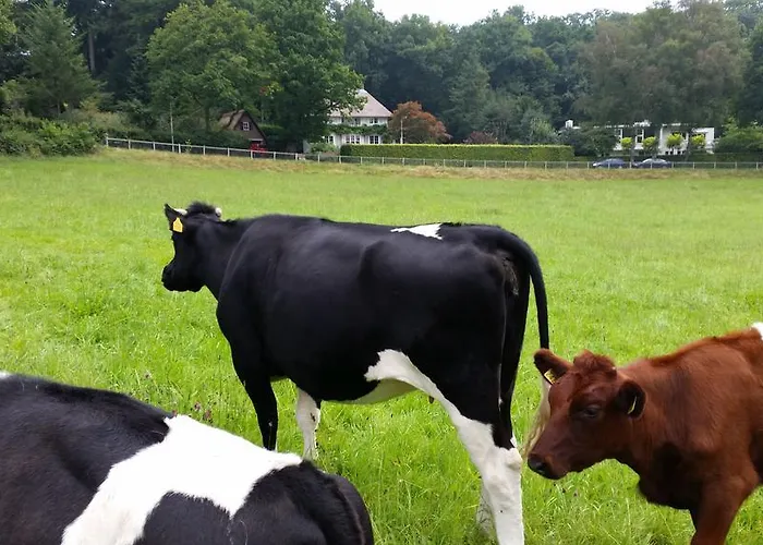 B&B Hazegrietje 아른헴